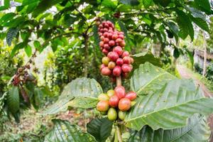 sementes de café maduras da ilha indonésia bali foto