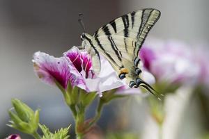 borboleta macaon em flor foto