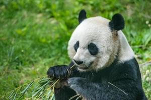 panda gigante comendo bambu foto