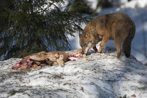 lobo comendo na neve foto