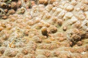 detalhe macro de coral duro ao mergulhar na indonésia foto