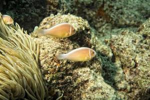 peixe-palhaço olhando para você da anêmona foto