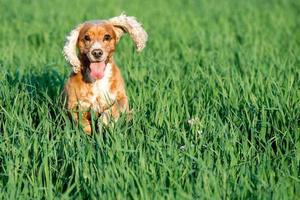 jovem cachorrinho cocker spaniel inglês enquanto corre na grama foto