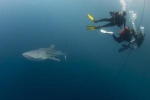 tubarão-baleia encontro próximo debaixo d'água em papua foto