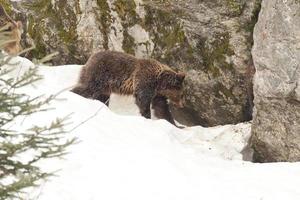 urso preto isolado pardo pardo andando na neve foto