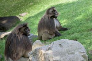 retrato de macaco de macaco babuíno gelada foto