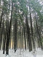 pinheiro inverno floresta natureza selvagem foto