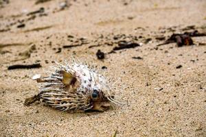 baiacu morto na praia na areia com copyspace foto