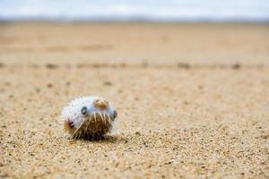 baiacu morto na praia na areia com copyspace foto