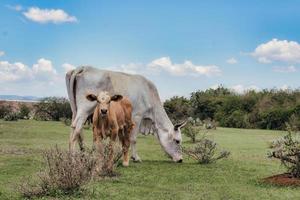 vaca com seu bezerro em campo verde com céu azul e nuvens ao fundo foto