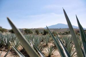 campo de agave para produção de tequila, jalisco, méxico foto