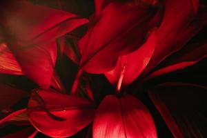 textura de fundo de folhas vermelhas com copyspace foto