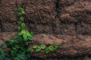 fundo, textura de uma parede de pedra com trepadeiras e vegetação verde foto