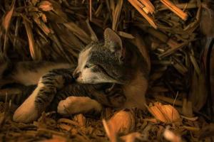 gato com seu bebê abraçado e deitado em uma pilha de palha foto