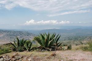 maguey em uma paisagem mexicana com montanhas e aspecto tradicional de tequila foto