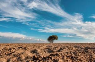 árvore solitária no meio do deserto foto