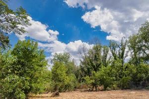 árvores de noz-pecã em guanajuato méxico foto