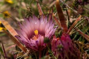 close-up de flor de cacto do deserto com espinhos ao redor foto