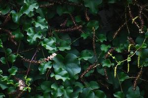 fundo de textura de folhas verdes de árvore foto