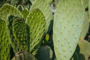 detalhe de cacto de pera espinhosa, méxico foto