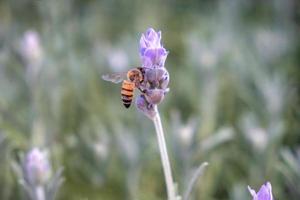 abelha polinizando flores de lavanda foto