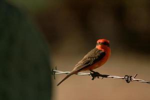 pássaro vermelho asa de robin do méxico foto