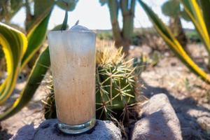 guamiche bebida ferocactus wislizenii típico de guanajuato méxico foto