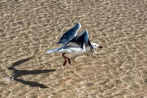 gaivota pegando peixe na água cristalina foto