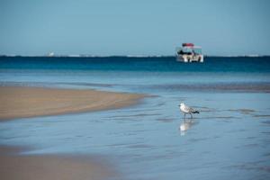 gaivota na praia da baía dos tubarões foto