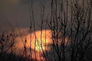 belo pôr do sol através de galhos de árvores foto