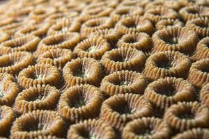 detalhe macro de coral duro ao mergulhar na indonésia foto