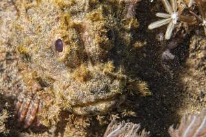 retrato de peixe escorpião foto