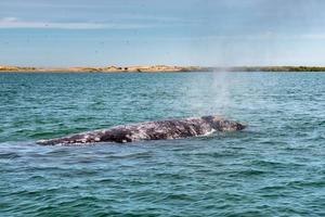 baleia cinzenta enquanto sopra para respirar foto