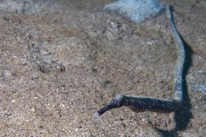 um peixe-cachimbo na areia foto