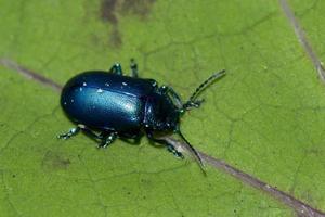 macro de besouro azul foto