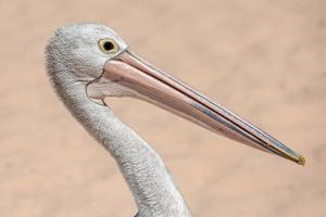 pelicano close-up retrato na praia foto