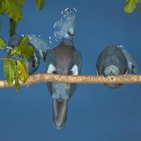 pássaro pombo coroado azul na indonésia foto