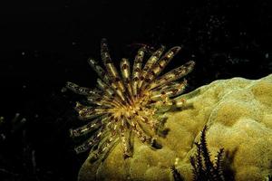 crinoid debaixo d'água durante o mergulho foto