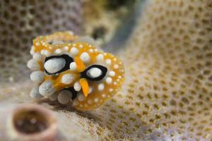 chromodoris coi nudibrânquio foto