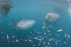 tubarão-baleia debaixo d'água se aproximando de um mergulhador sob um barco no mar azul profundo foto