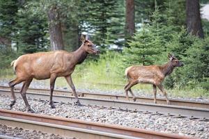 veados alces perto da estação ferroviária nas montanhas rochosas foto