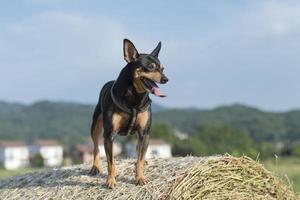 cachorrinho brincando foto