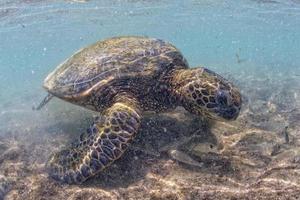 tartaruga verde debaixo d'água perto da costa foto