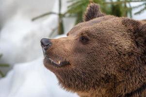 retrato de urso pardo na neve foto