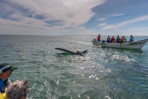 alfredo lopez mateos - méxico - 5 de fevereiro de 2015 - baleia cinzenta se aproximando de um barco foto