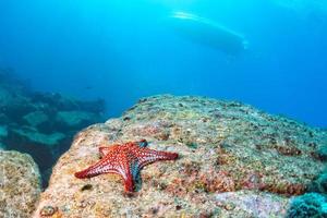 estrelas do mar em uma paisagem subaquática colorida de recife foto