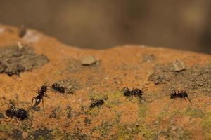 formigas pretas correndo no fundo laranja do solo foto