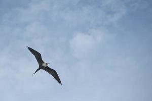 pássaro gannet enquanto voa foto