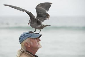 los angeles, eua - 3 de agosto de 2014 - gaivota pousando na cabeça de um homem foto