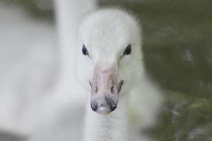 retrato de jovem cisne de cachorrinho isolado olhando para você foto